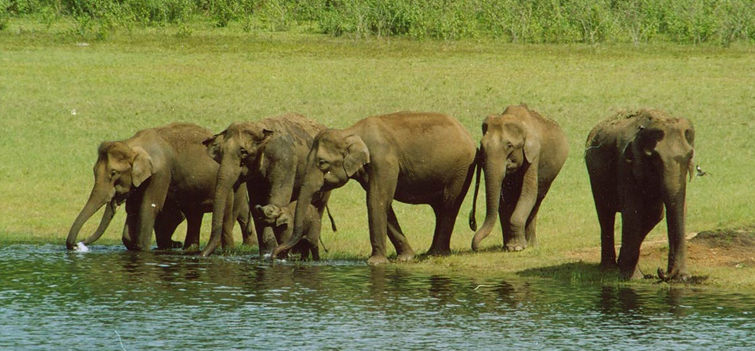 Periyar National Park Kerala