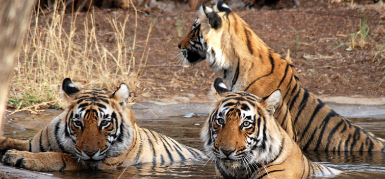 Ranthambore National Park