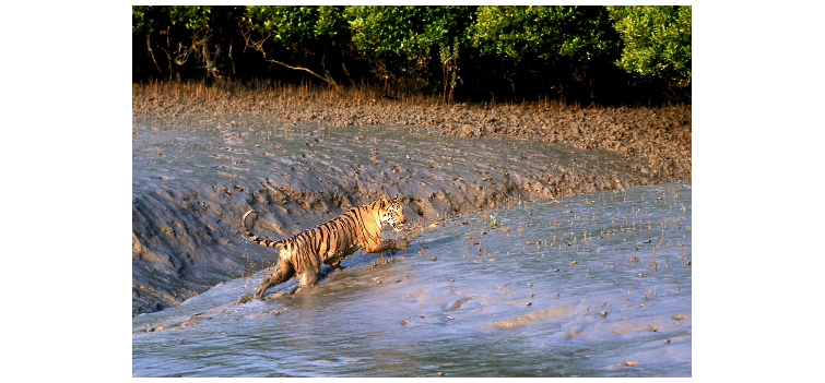 Sunderbans National Park West Bengal