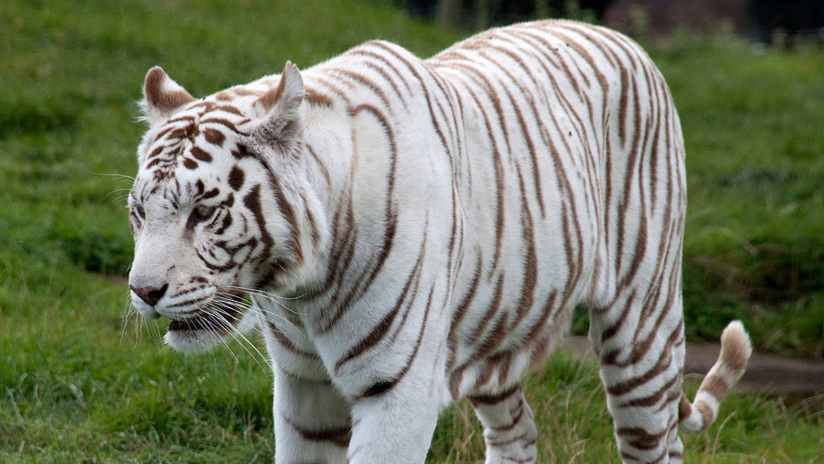 Do You Know the Reason Behind The Color Of White Bengal Tiger? 