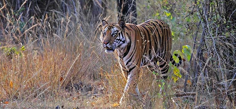 Bandhavgarh Tiger Reserve