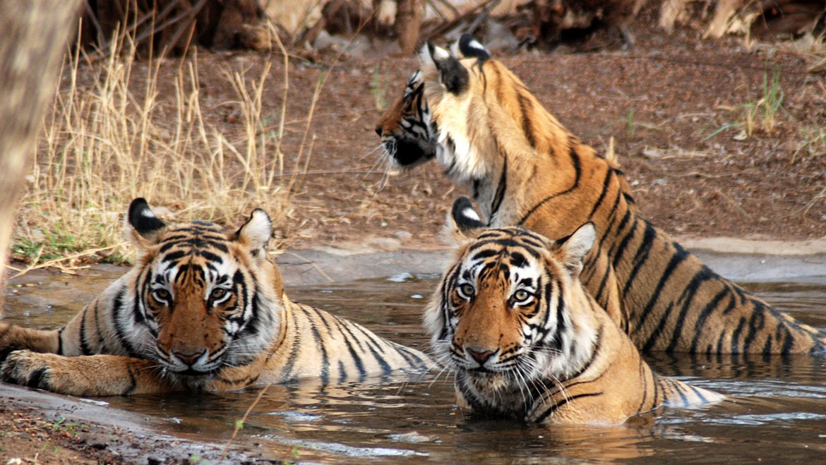 The Best 10 Tiger Safari Holiday Destinations in India 