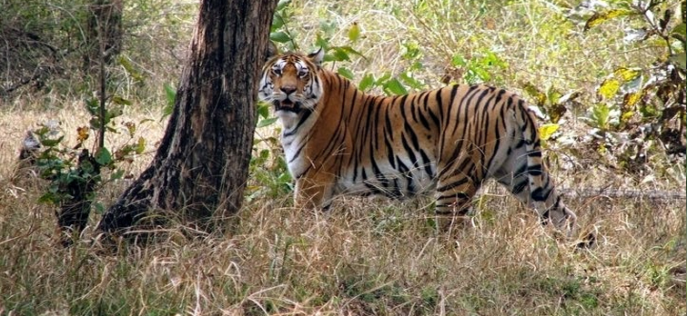 Pecnh Tiger Reserve