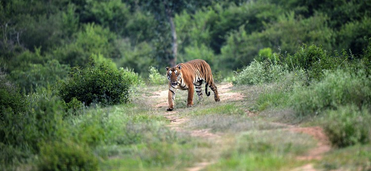 Saputara Tiger Reserve