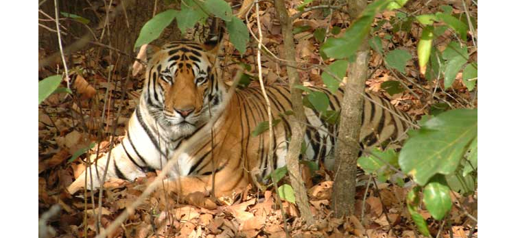Melghat-Tiger-Reserve