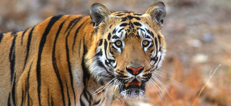 Navegaon-nagzira-Tiger-Reserve