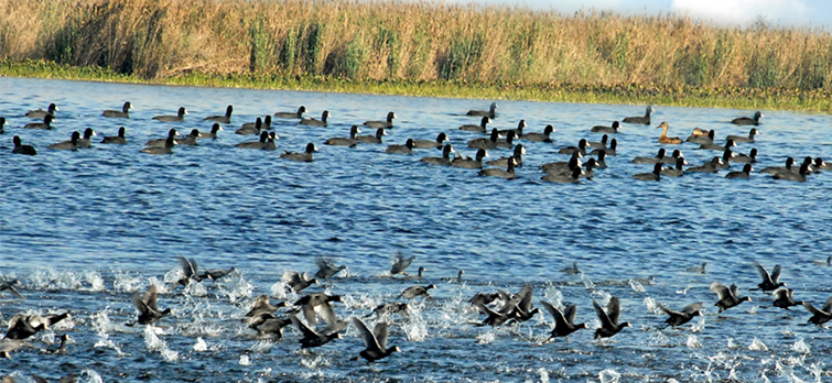 Harike Wetland