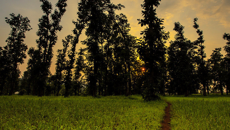 Mahal Forest