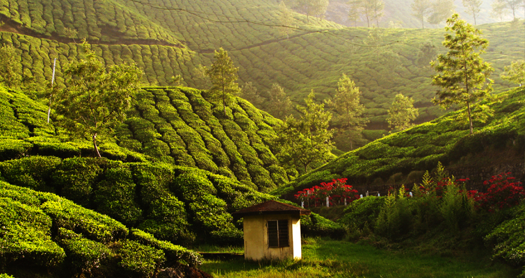 Munnar Tea Field Kerala