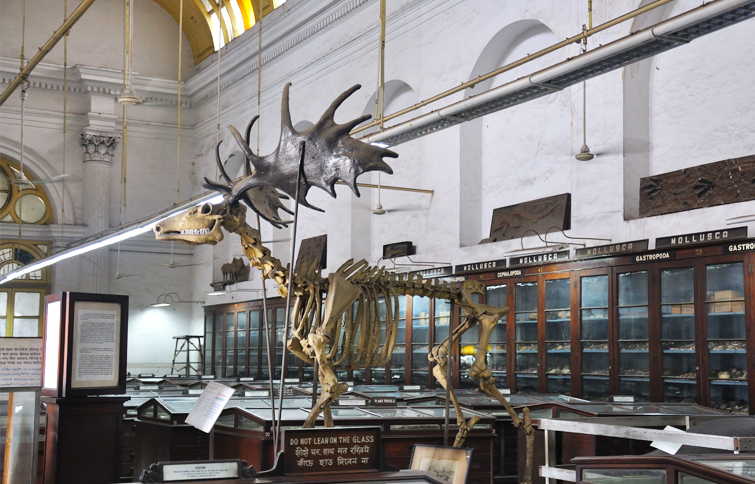 Indian Museum, Kolkata