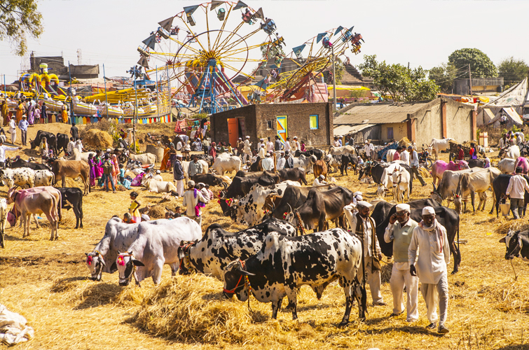 Cattle Fair Rajur Maharashtra