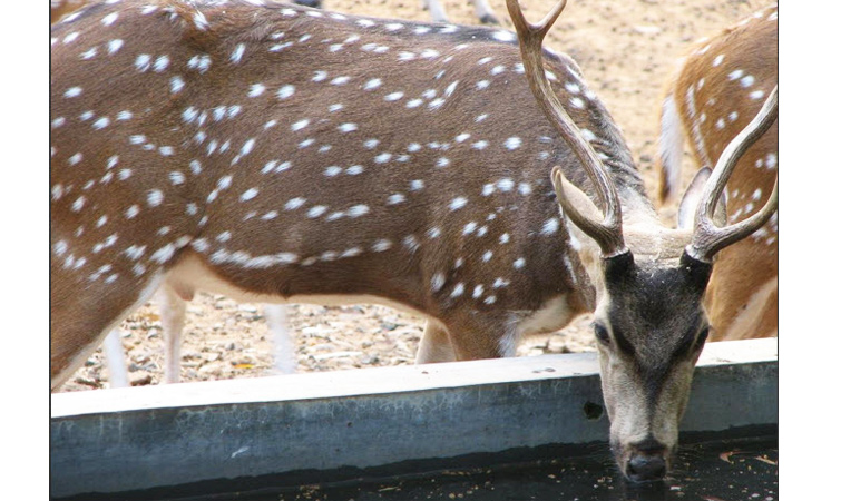 Deer Park, Neelon Ludhiana