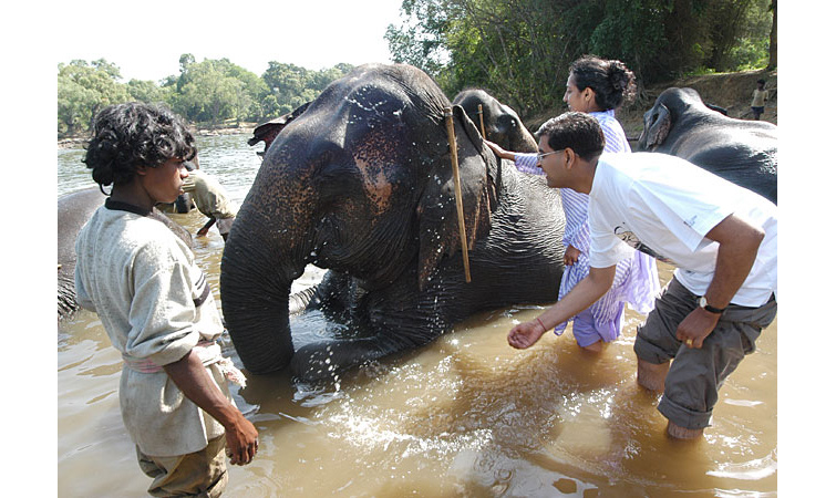 Dubare Elephant Camp