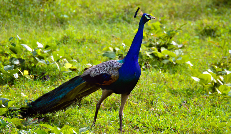 Mudumalai Bird Sanctuary
