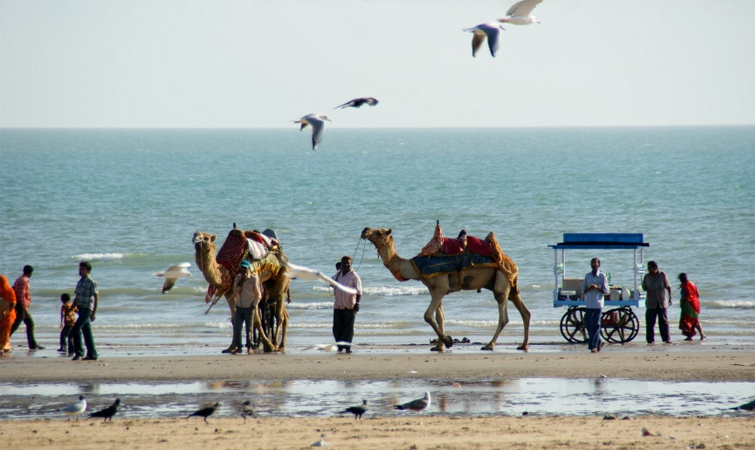 Camel Ride on Mandvi Beach