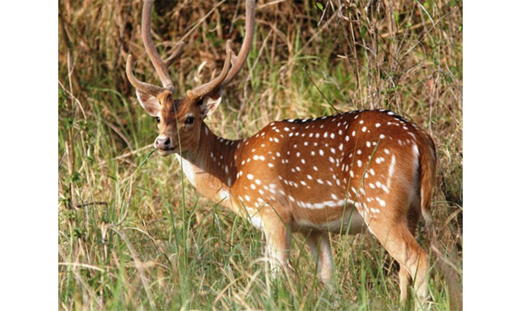 Kaimur Wildlife Sanctuary