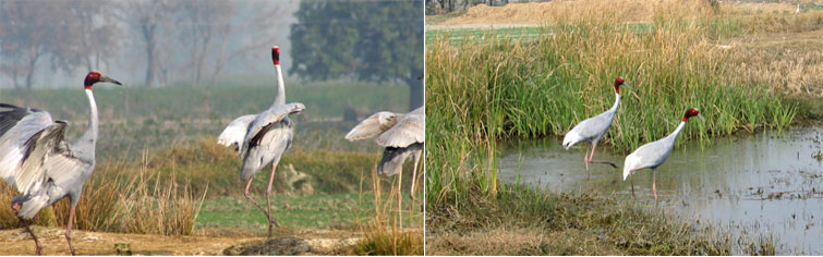 Saman Bird Sanctuary