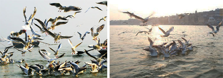Jaiprakash Narayan Bird Sanctuary