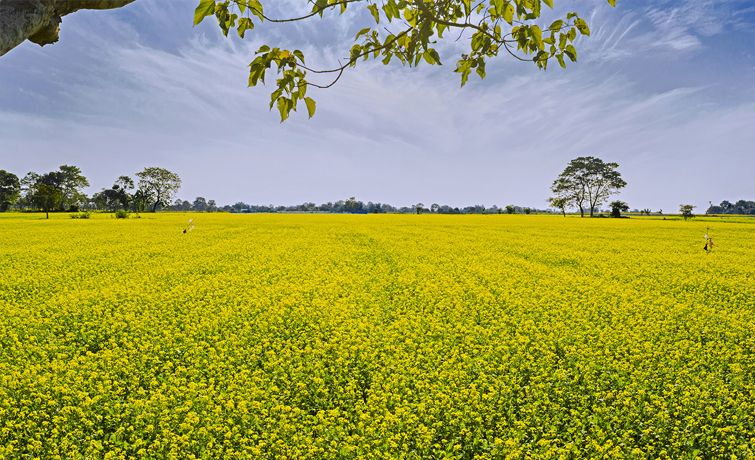 Nalbari Green Field