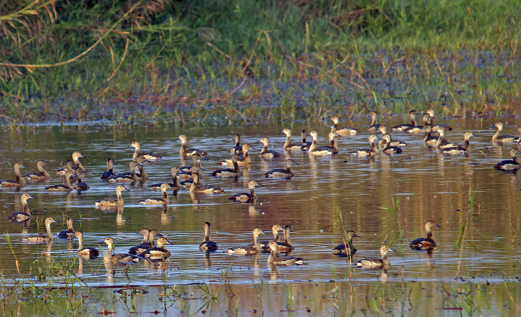 Nameri Birds