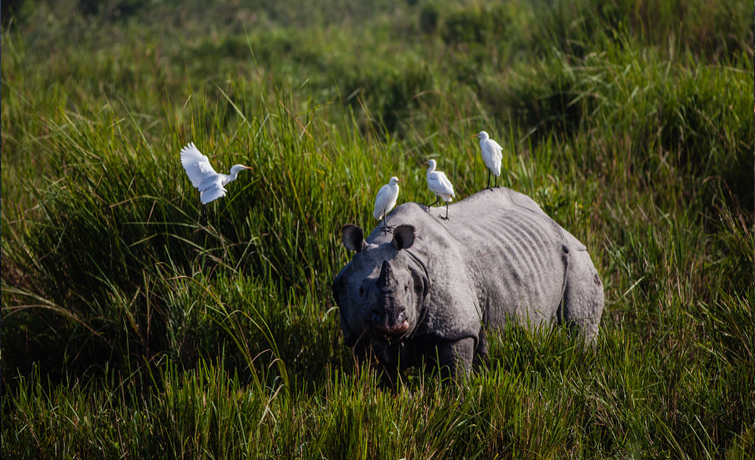 Rhino at Kaziranga National Park