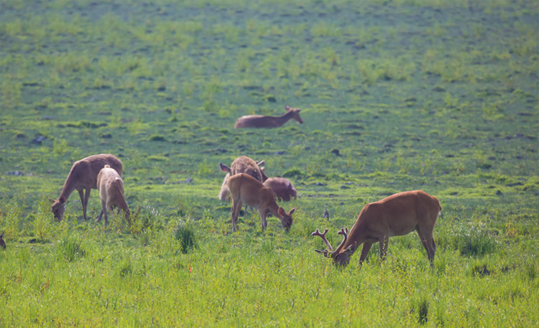 Swamp Deer Orange National Park