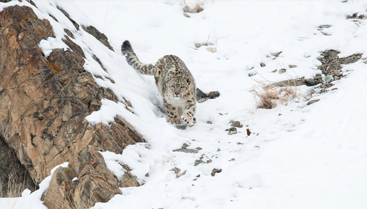 Snow Leopard