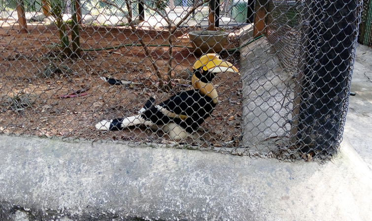 Bannerghatta Zoo Bengaluru