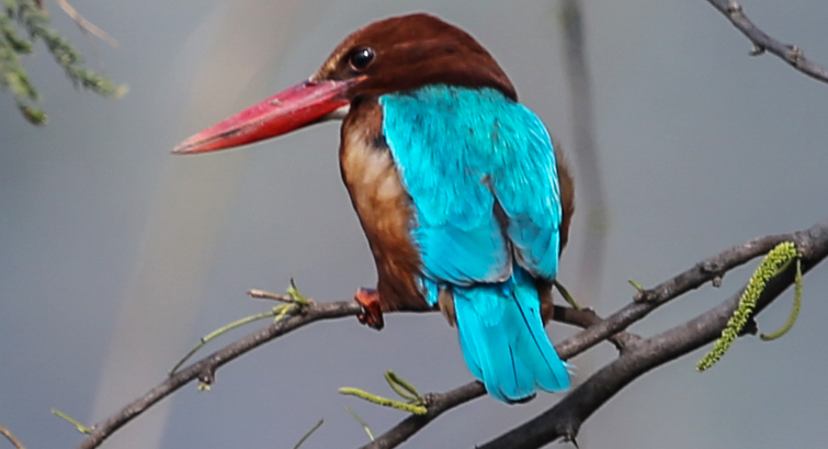 Sultanpur Bird Sanctuary