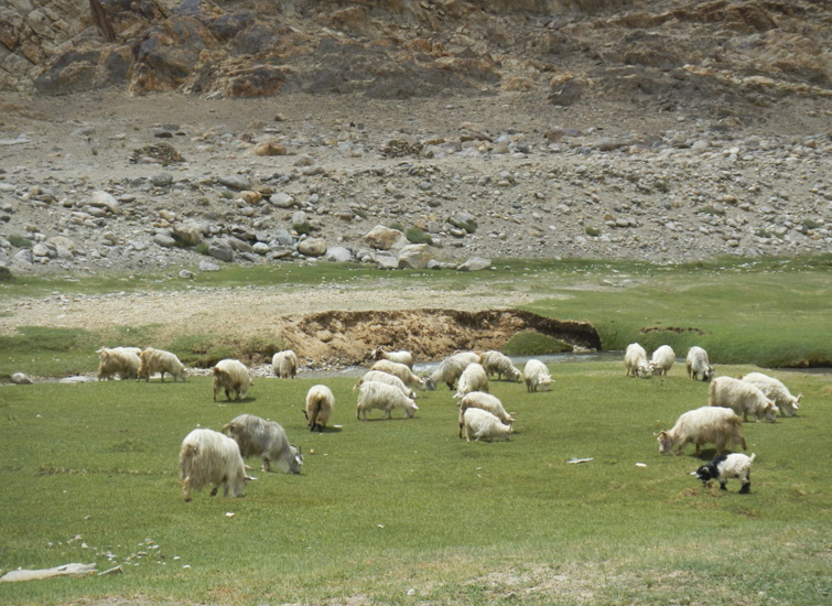 on-the-way-to-pangong-lake-from-Nubra-Valley4