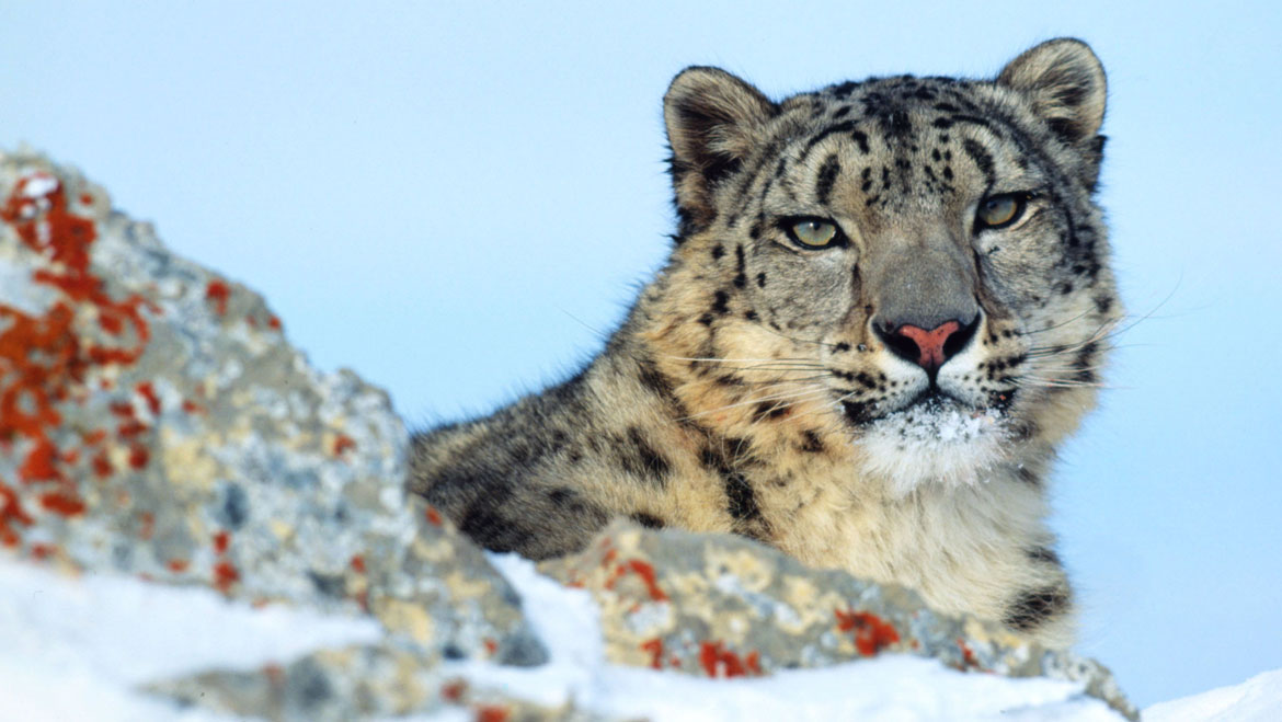 Top Places for Snow Leopard Sighting in India 