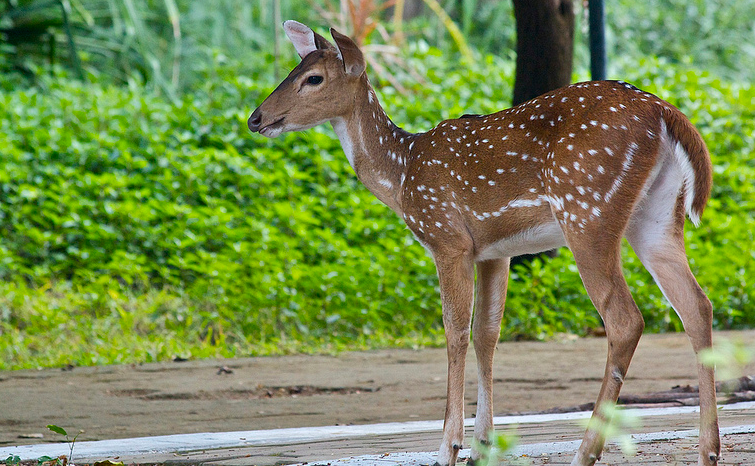 Guindy National Park