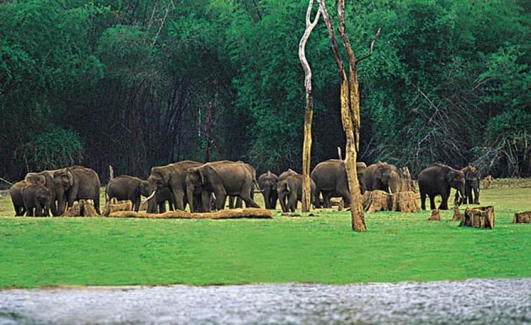 Mathikettan Shola National Park