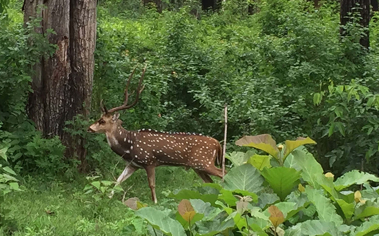 Mudumalai National Park