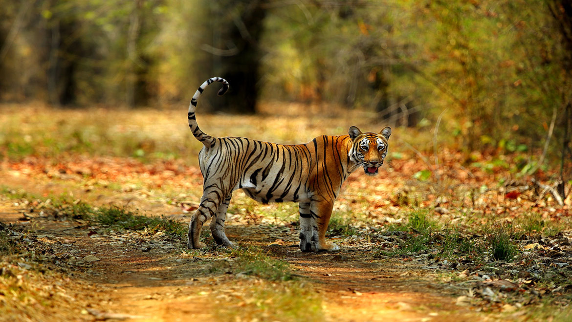 Rajasthan Wildlife Winter Tour Deals 2020 