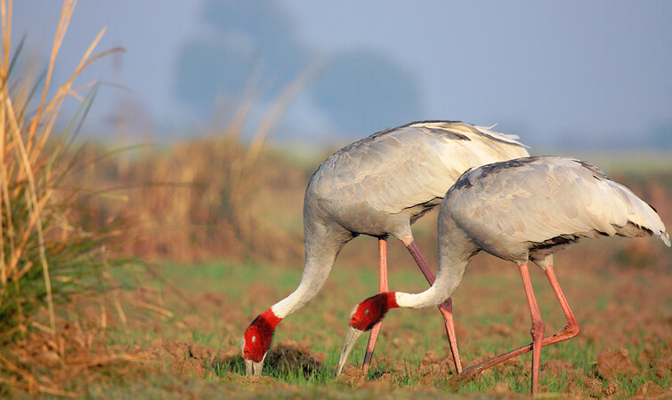 Bharatpur Bird Sanctuary