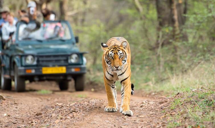 Ranthambore Safari