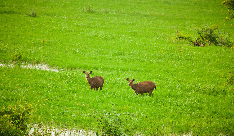 Keoladeo National Park