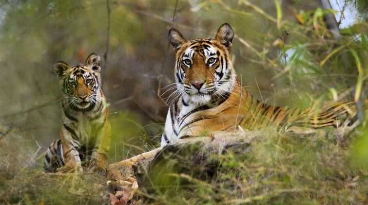 Madhya Pradesh Tiger Population Increased