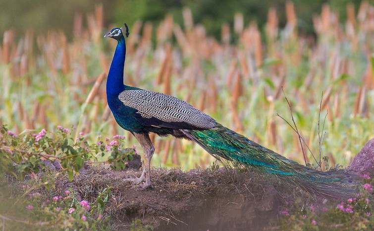Peacock in Morachi Chincholi