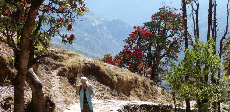 Rhododendron Trek