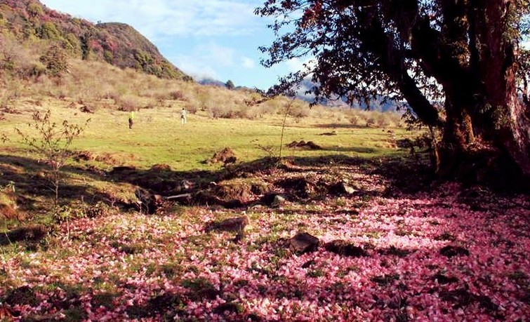 valley of flowers in Varsey