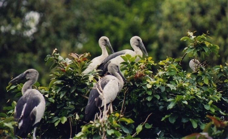 bird Sanctuary Karnala