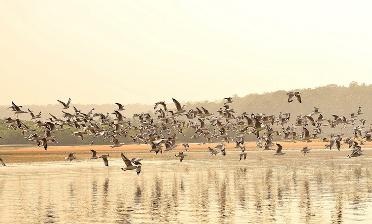 Kadalundi Bird Sanctuary in Malappuram