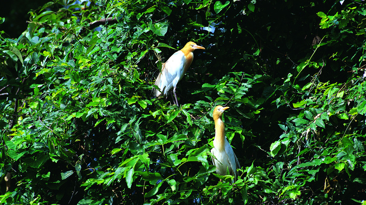 Pakshipathalam Bird Sanctuary