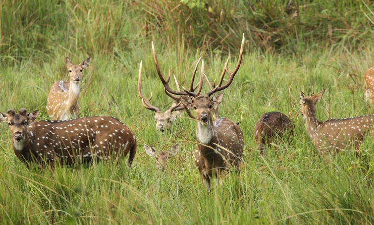 Wayanad Wildlife Sanctuary