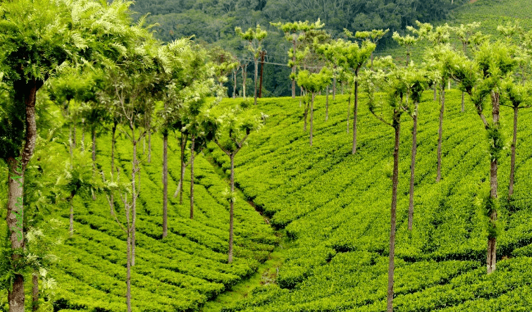 Coonoor