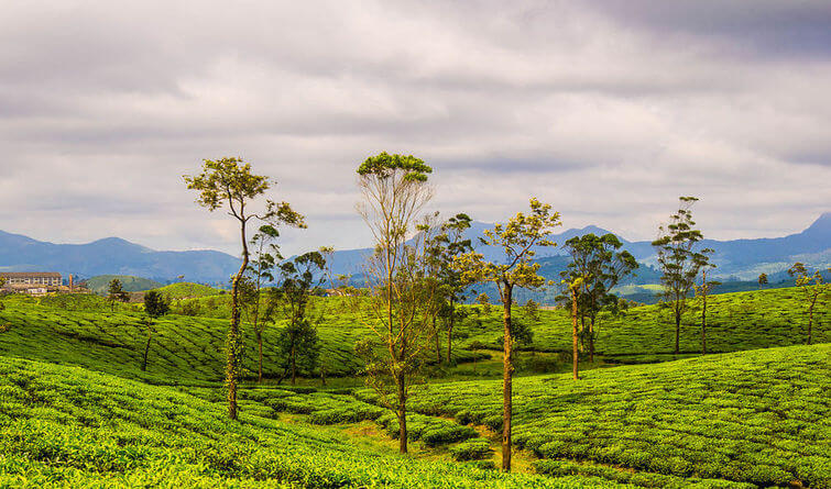 Experience nature at its best in Valparai