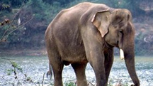 Assam & Arunachal Wildlife Tour