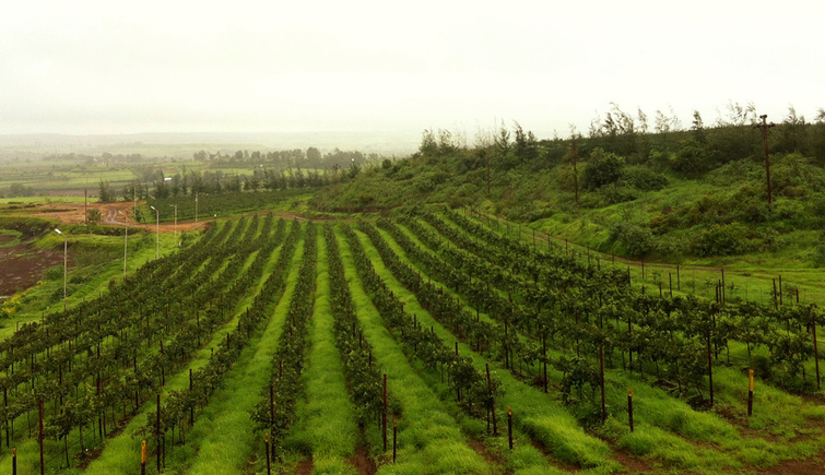 Charosa Vineyards Nashik